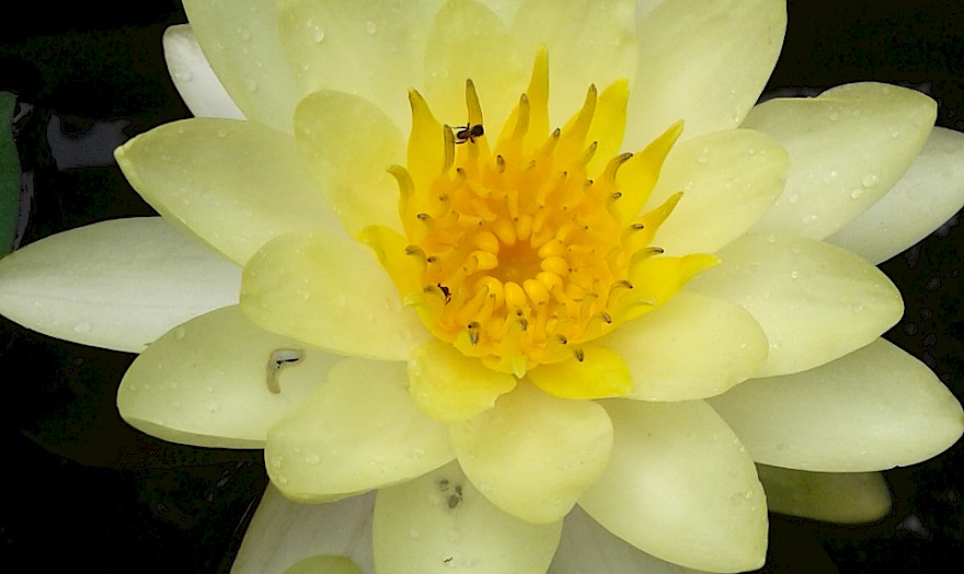 Yellow lotus flower